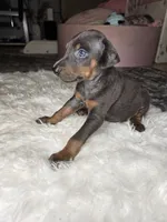 Doberman Puppy, a male Doberman Pinscher for sale in Visalia, CA – 1 of 4