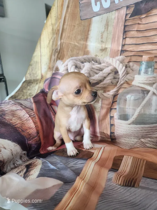 Roco – Chihuahua puppy for sale in Cape Coral, FL