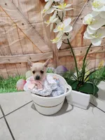 Titi, a female Chihuahua for sale in Cape Coral, FL – 2 of 2