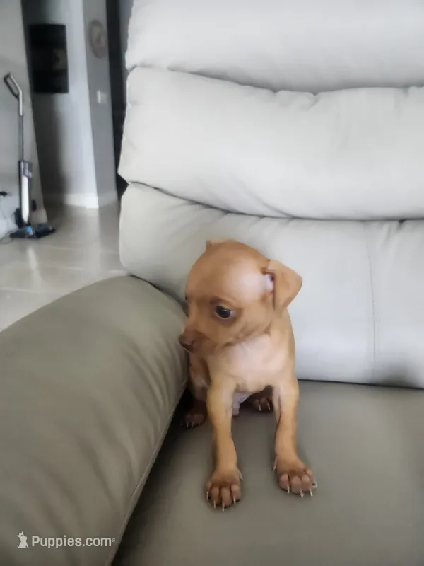 Nelson – Chihuahua puppy for sale in Cape Coral, FL