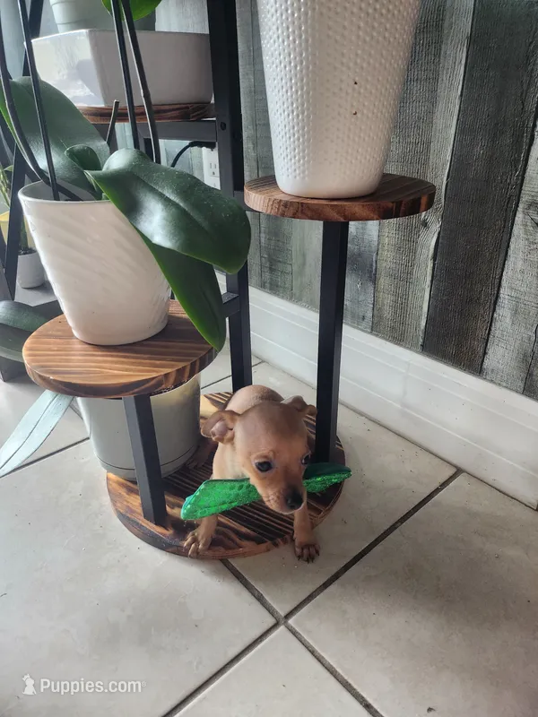 Rex – Chihuahua puppy for sale in Cape Coral, FL