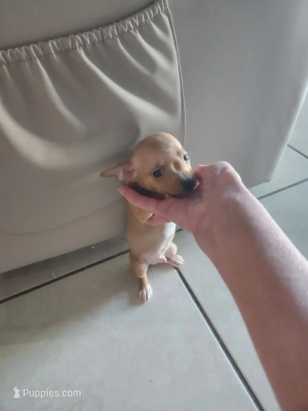 Kim – Chihuahua puppy for sale in Cape Coral, FL