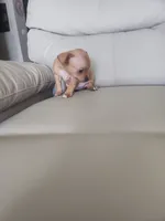 Rex, a male Chihuahua for sale in Cape Coral, FL – 3 of 3