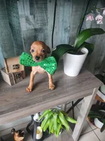 Rex, a male Chihuahua for sale in Cape Coral, FL – 2 of 2