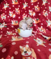 Tina, a female Chihuahua for sale in Cape Coral, FL – Photo 2 of 2