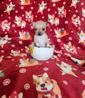 Tina, a female Chihuahua for sale in Cape Coral, FL – Photo 1 of 2