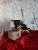 Roco, a male Chihuahua for sale in Cape Coral, FL – Photo 2 of 2