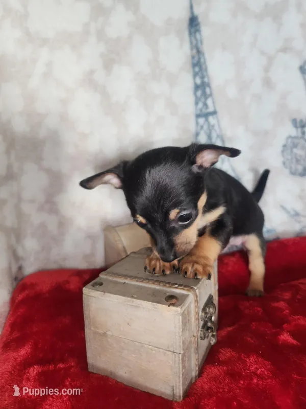 Roco, a male Chihuahua for sale in Cape Coral, FL – Photo 1 of 2