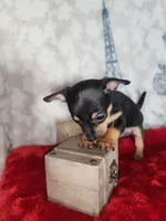 Roco, a male Chihuahua for sale in Cape Coral, FL – Photo 1 of 2