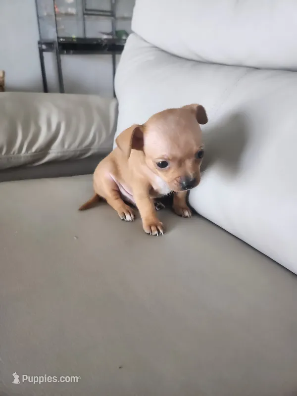 Rex – Chihuahua puppy for sale in Cape Coral, FL