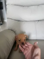 Niky, a male Chihuahua for sale in Cape Coral, FL – 2 of 3
