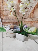 Niña, a female Chihuahua for sale in Cape Coral, FL – 1 of 2
