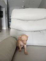 Nelson, a male Chihuahua for sale in Cape Coral, FL – 3 of 3