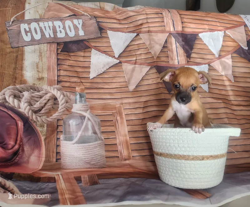 Kim – Chihuahua puppy for sale in Cape Coral, FL
