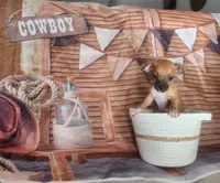 Kim, a male Chihuahua for sale in Cape Coral, FL – 1 of 3