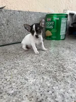 Coquito, a male Chihuahua for sale in Cape Coral, FL – 1 of 2