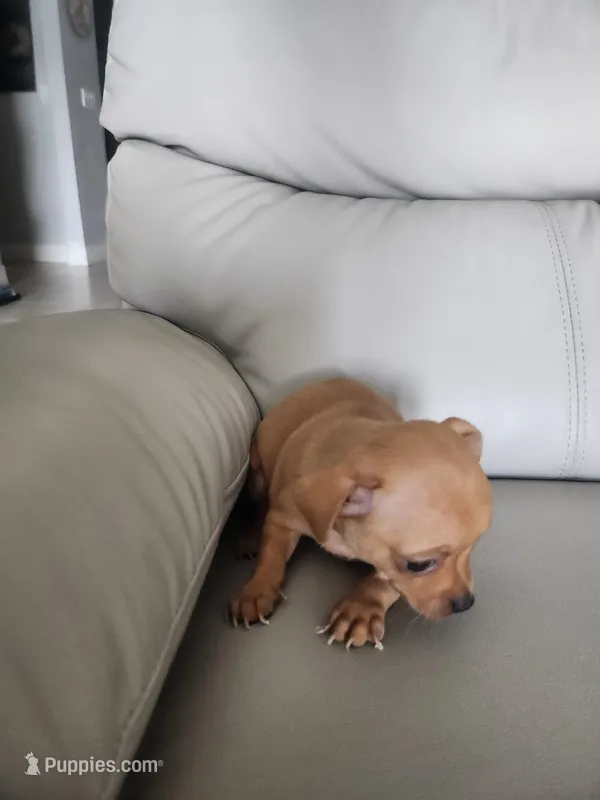 Niky – Chihuahua puppy for sale in Cape Coral, FL