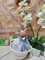 Lala, a female Chihuahua for sale in Cape Coral, FL – 2 of 2