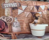 Kim, a male Chihuahua for sale in Cape Coral, FL – 2 of 3