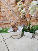 Rayito, a male Chihuahua for sale in Cape Coral, FL – 2 of 2