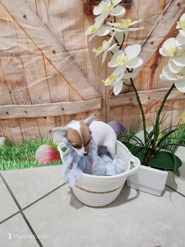 Lala – Chihuahua puppy for sale in Cape Coral, FL