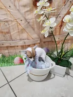 Lala, a female Chihuahua for sale in Cape Coral, FL – 1 of 2