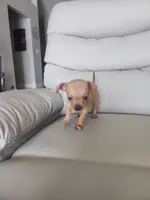 Rex, a male Chihuahua for sale in Cape Coral, FL – 2 of 3