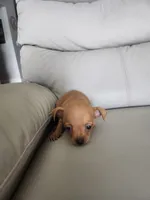 Niky, a male Chihuahua for sale in Cape Coral, FL – 3 of 3
