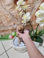 Coco, a male Chihuahua for sale in Cape Coral, FL – 2 of 2