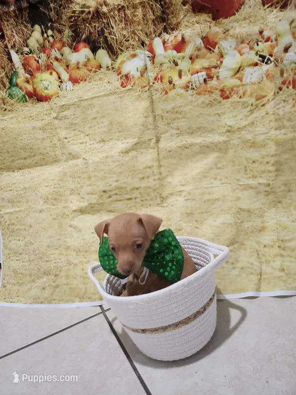 Nelson – Chihuahua puppy for sale in Cape Coral, FL