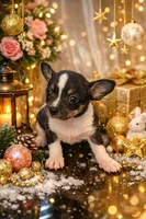 Niña, a female Chihuahua for sale in Cape Coral, FL – Photo 1 of 2