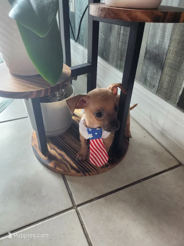 Kim – Chihuahua puppy for sale in Cape Coral, FL