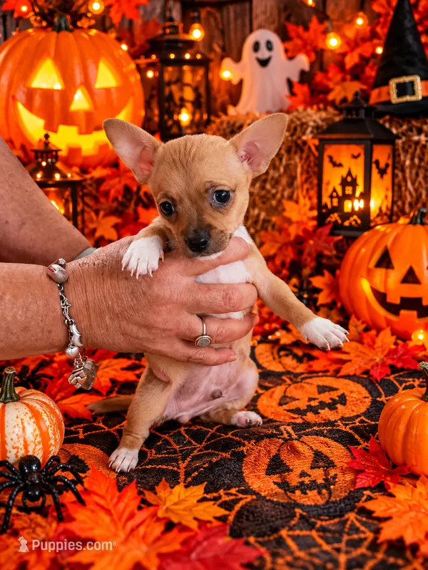 Coco – Chihuahua puppy for sale in Cape Coral, FL