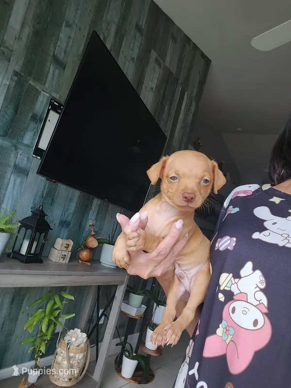 Nelson – Chihuahua puppy for sale in Cape Coral, FL