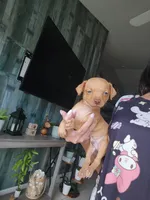 Nelson, a male Chihuahua for sale in Cape Coral, FL – 1 of 3