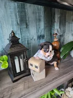 Oreo, a female Rat Terrier and Chihuahua for sale in Cape Coral, FL – 2 of 2