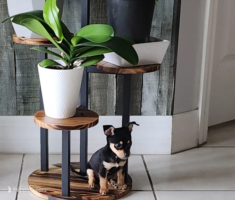 Kim – Chihuahua puppy for sale in Cape Coral, FL