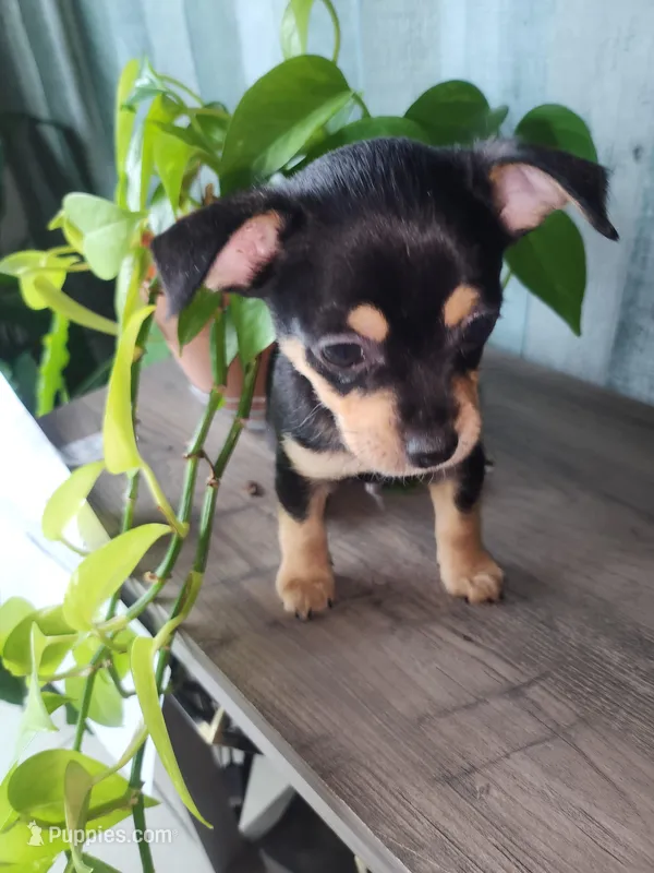 Kim – Chihuahua puppy for sale in Cape Coral, FL