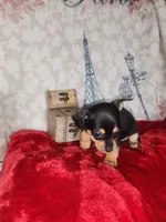 Kim, a male Chihuahua for sale in Cape Coral, FL – Photo 2 of 2