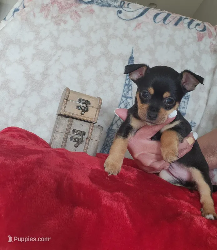 Kim, a male Chihuahua for sale in Cape Coral, FL – Photo 1 of 2
