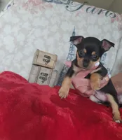 Kim, a male Chihuahua for sale in Cape Coral, FL – Photo 1 of 2