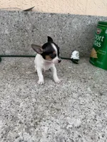 Coquito, a male Chihuahua for sale in Cape Coral, FL – 2 of 2