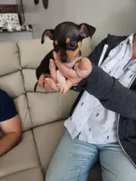 Luna, a female Chihuahua for sale in Cape Coral, FL – Photo 1 of 2