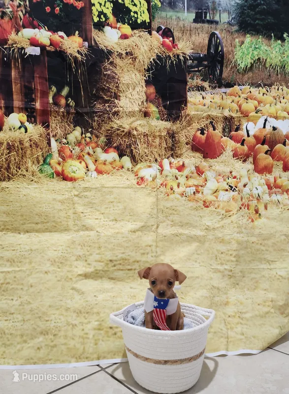 Niky – Chihuahua puppy for sale in Cape Coral, FL