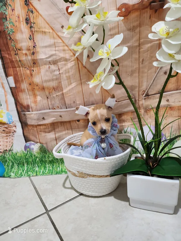 Nancy – Chihuahua puppy for sale in Cape Coral, FL