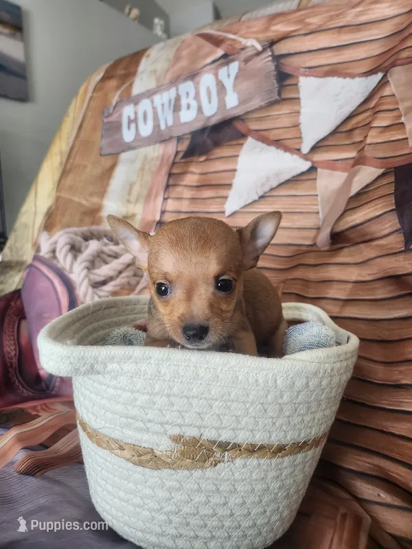 Kim – Chihuahua puppy for sale in Cape Coral, FL