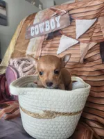 Kim, a male Chihuahua for sale in Cape Coral, FL – 1 of 1
