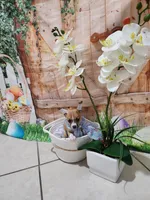 Niña, a female Chihuahua for sale in Cape Coral, FL – 2 of 2