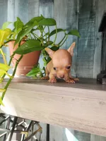 Tina, a female Chihuahua for sale in Cape Coral, FL – Photo 1 of 2