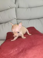 Tina, a female Chihuahua for sale in Cape Coral, FL – Photo 2 of 2